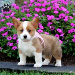 Cora Bell, Pembroke Welsh Corgi Puppy