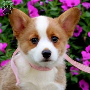Cora Bell, Pembroke Welsh Corgi Puppy