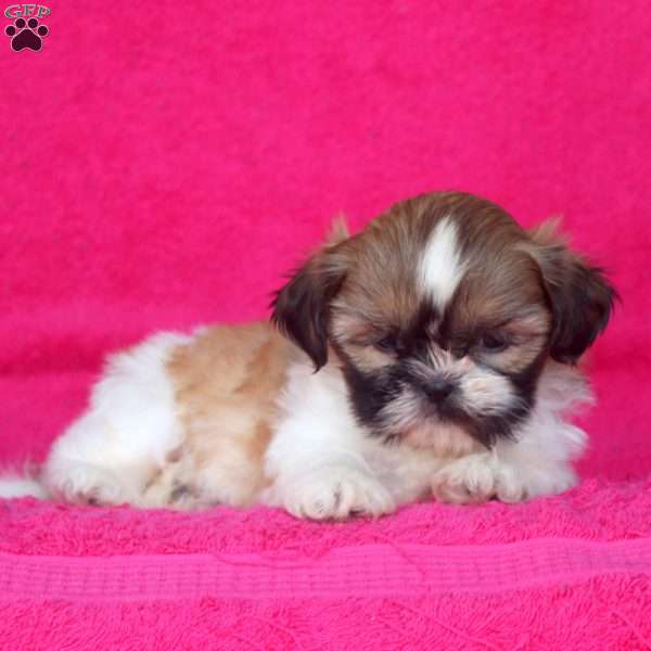 Cora, Shih Tzu Puppy