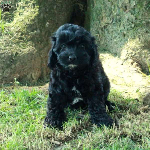 Cora, Cockapoo Puppy