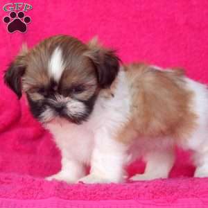 Cora, Shih Tzu Puppy