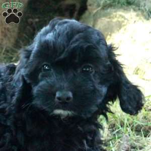 Cora, Cockapoo Puppy