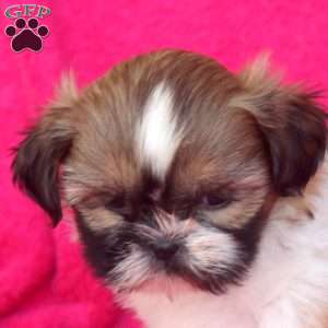 Cora, Shih Tzu Puppy