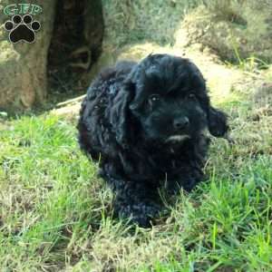 Cora, Cockapoo Puppy