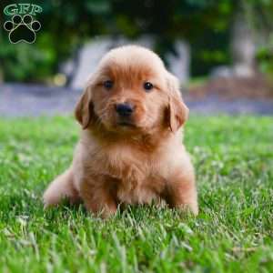 Cora, Golden Retriever Puppy