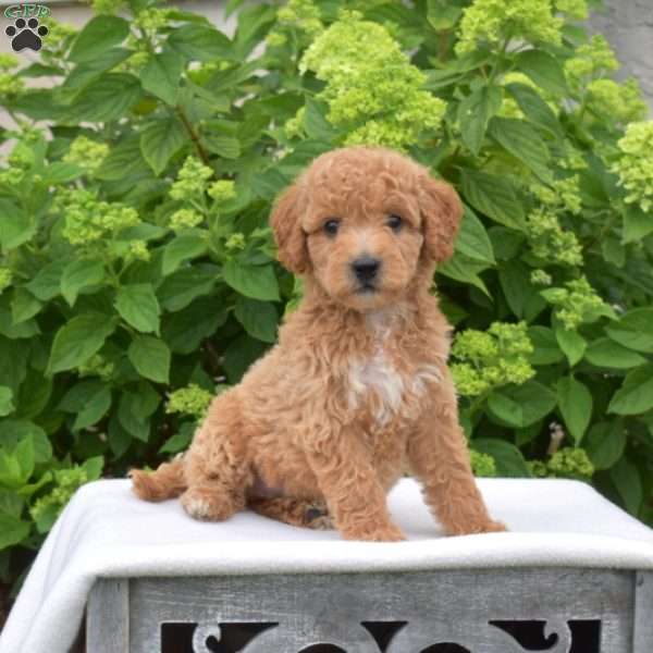 Coral, Mini Goldendoodle Puppy