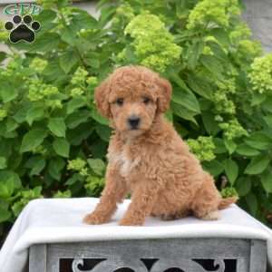 Coral, Mini Goldendoodle Puppy