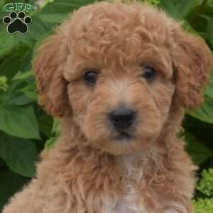Coral, Mini Goldendoodle Puppy
