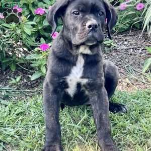 Muffin, Cane Corso Puppy