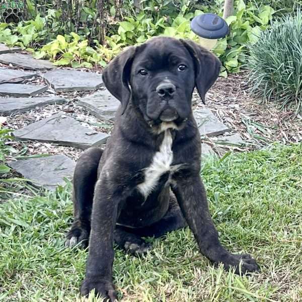 Muffin, Cane Corso Puppy