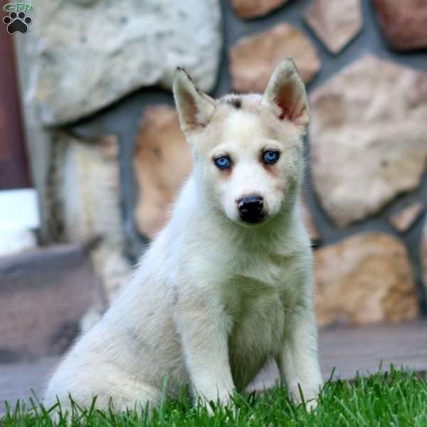 Crissy, Pomsky Puppy