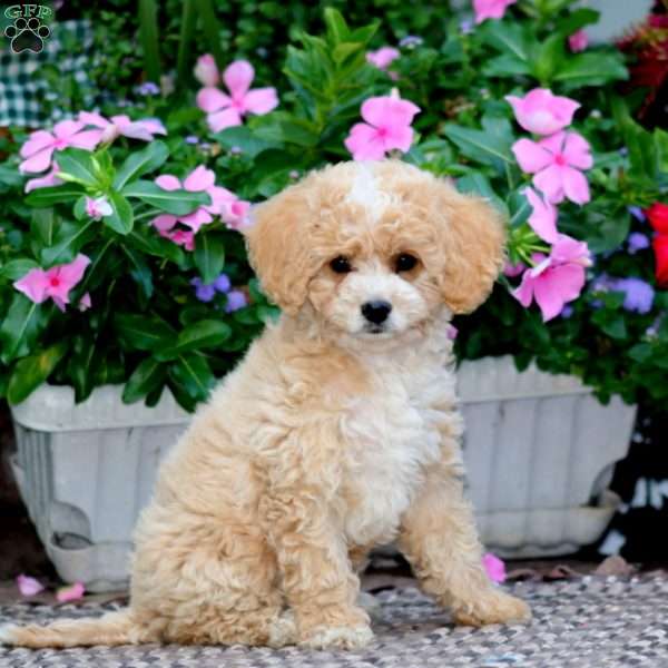 Crissy, Cockapoo Puppy