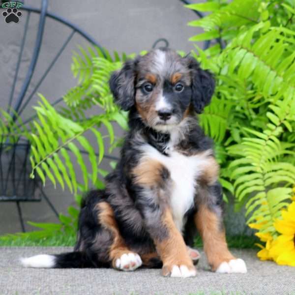 Crissy, Bernedoodle Puppy