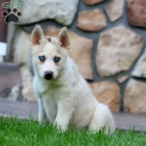 Crissy, Pomsky Puppy