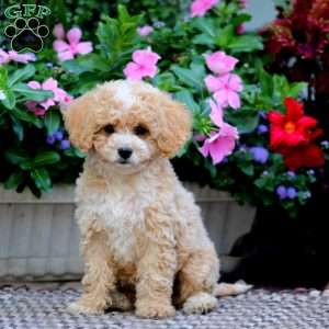 Crissy, Cockapoo Puppy