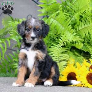 Crissy, Bernedoodle Puppy