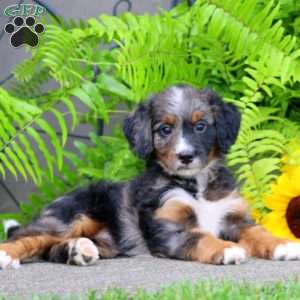 Crissy, Bernedoodle Puppy