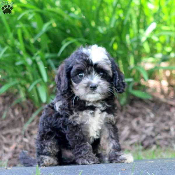 Crocket, Cavapoo Puppy