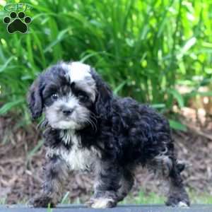 Crocket, Cavapoo Puppy