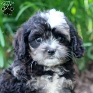 Crocket, Cavapoo Puppy
