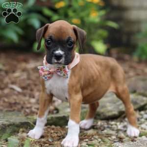 Crystal, Boxer Puppy
