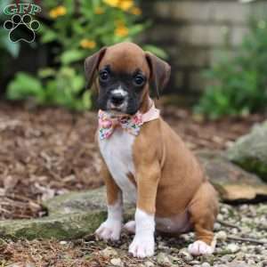 Crystal, Boxer Puppy