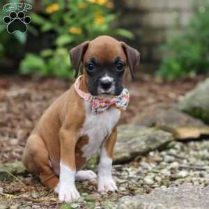 Crystal, Boxer Puppy