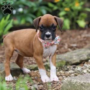 Crystal, Boxer Puppy