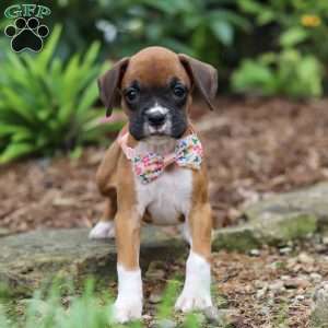Crystal, Boxer Puppy