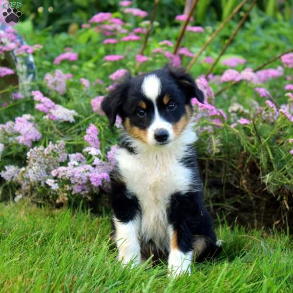 Crystal, Miniature Australian Shepherd Puppy