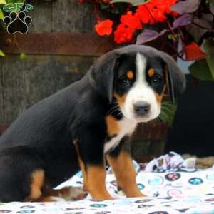 Crystal, Greater Swiss Mountain Dog Puppy