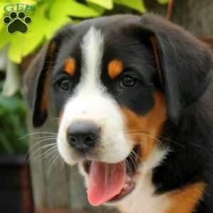 Crystal, Greater Swiss Mountain Dog Puppy