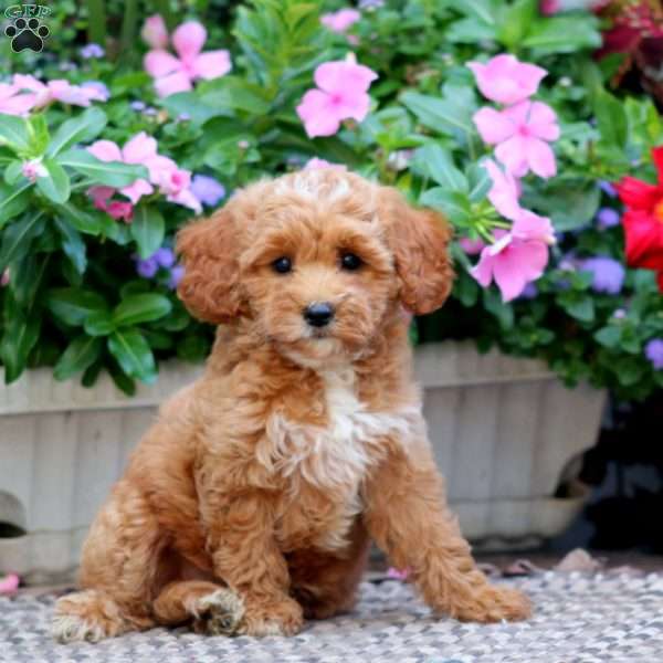 Crystal, Cockapoo Puppy