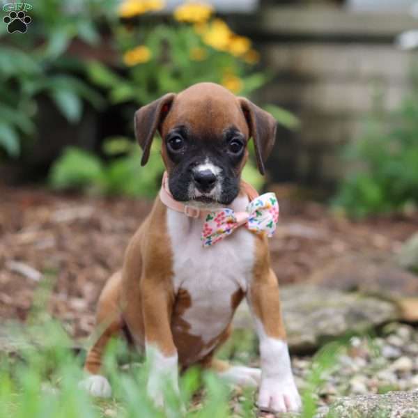 Crystal, Boxer Puppy