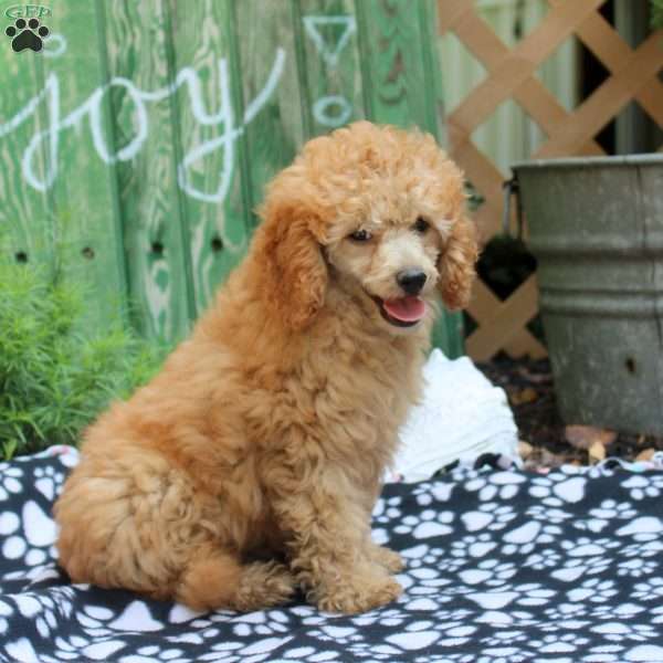 Cuddle, Toy Poodle Puppy