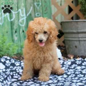Cuddle, Toy Poodle Puppy