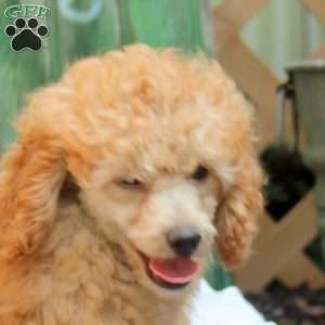 Cuddle, Toy Poodle Puppy