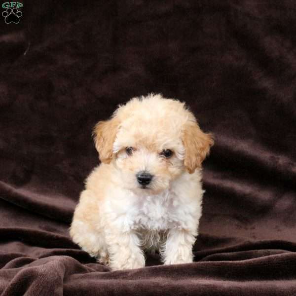 Cuddles, Bich-Poo Puppy
