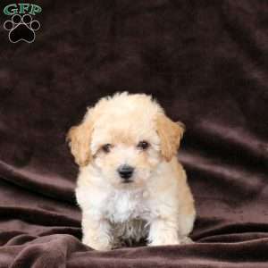 Cuddles, Bich-Poo Puppy