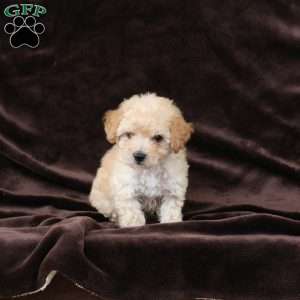 Cuddles, Bich-Poo Puppy