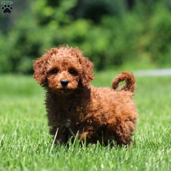 Cupcake, Mini Goldendoodle Puppy
