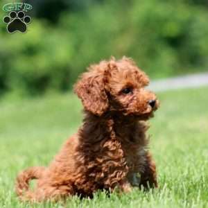 Cupcake, Mini Goldendoodle Puppy