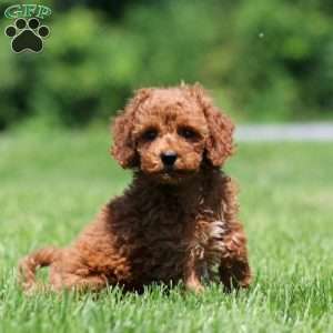Cupcake, Mini Goldendoodle Puppy