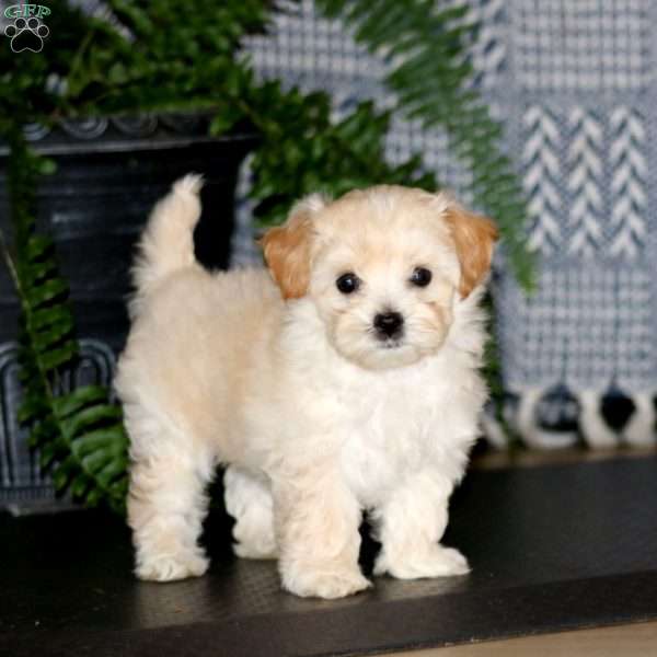 Cutie, Maltese Mix Puppy