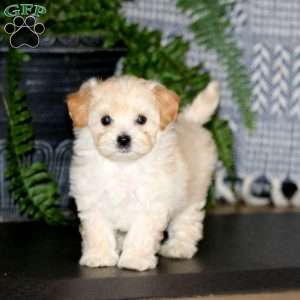 Cutie, Maltese Mix Puppy