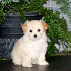 Cutie, Maltese Mix Puppy