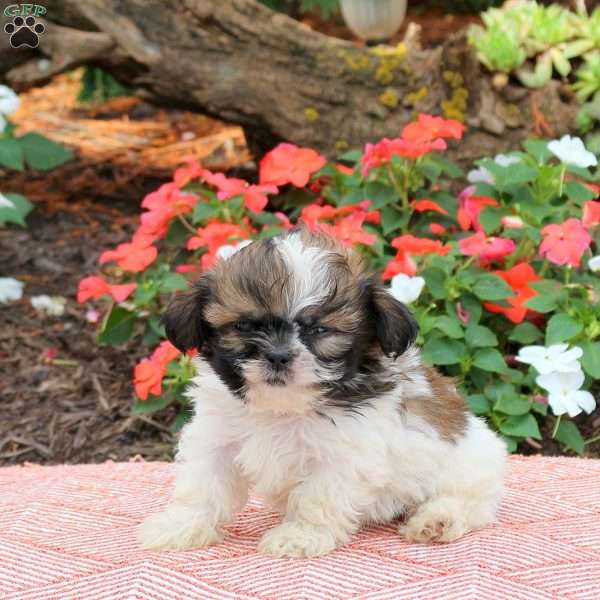 Cynthia, Shih Tzu Puppy