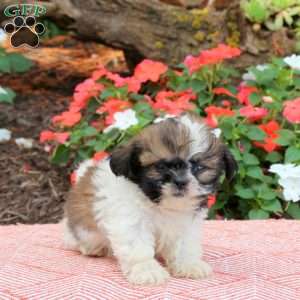Cynthia, Shih Tzu Puppy