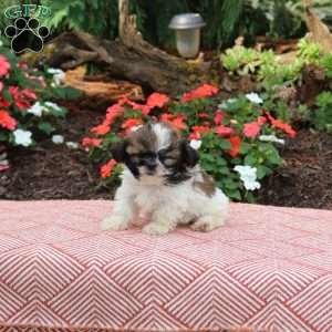 Cynthia, Shih Tzu Puppy