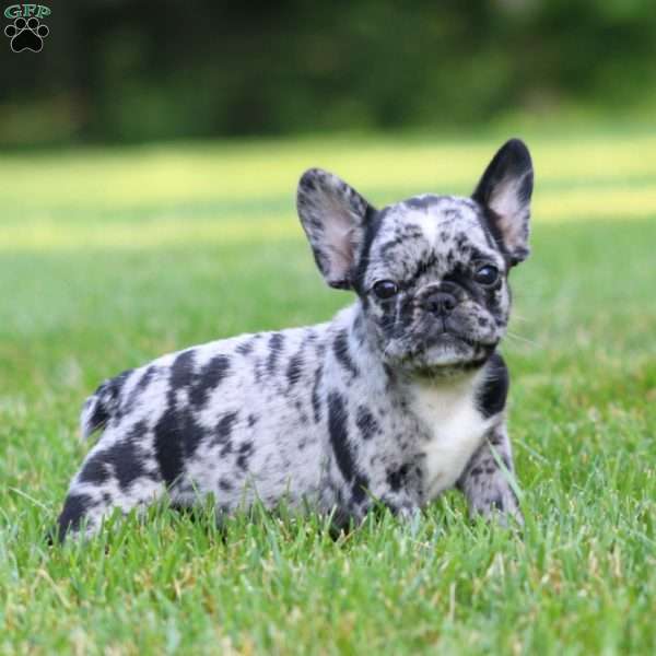 Cynthia, French Bulldog Mix Puppy